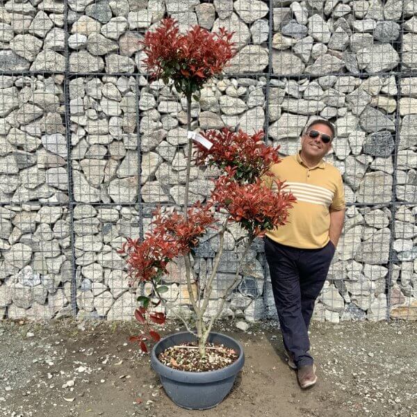 Photinia Nana (Little Red Robin) Pom Pom G414 - 5233BF70 F33B 4110 A06F 30E31AE8EF4F 1 105 c