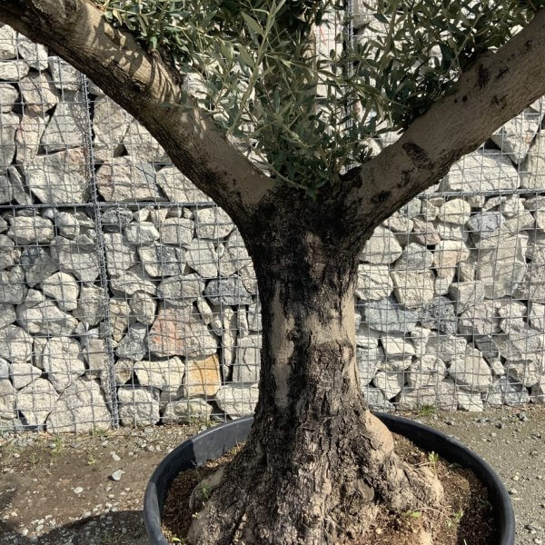 Gnarled Olive Tree Multi Stem Thick XL G312 - 5350A0C2 8031 4522 9AD4 A764A5F607A0 1 105 c
