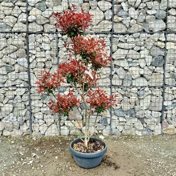 Photinia Nana (Little Red Robin) Pom Pom G438 - 5395BA17 C85B 4D60 BD17 6C2D8CB408C8 1 105 c