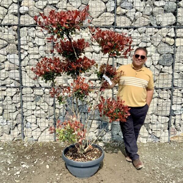 Photinia Nana (Little Red Robin) Pom Pom G420 - 5415CF6A A5A4 4338 A36E AF2D93F8EED8 1 105 c