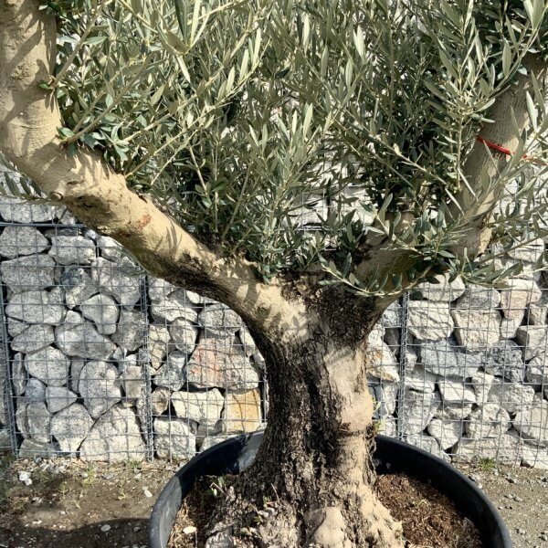 Gnarled Olive Tree Multi Stem Thick XL G303 - 541C0475 98FD 463B 9823 44A594714128 1 105 c
