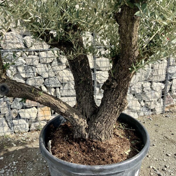 Gnarled Olive Tree Multi Stem Thick XL G302 - 543061BA 92A9 4EBF 9819 5280F9C0C337 1 105 c