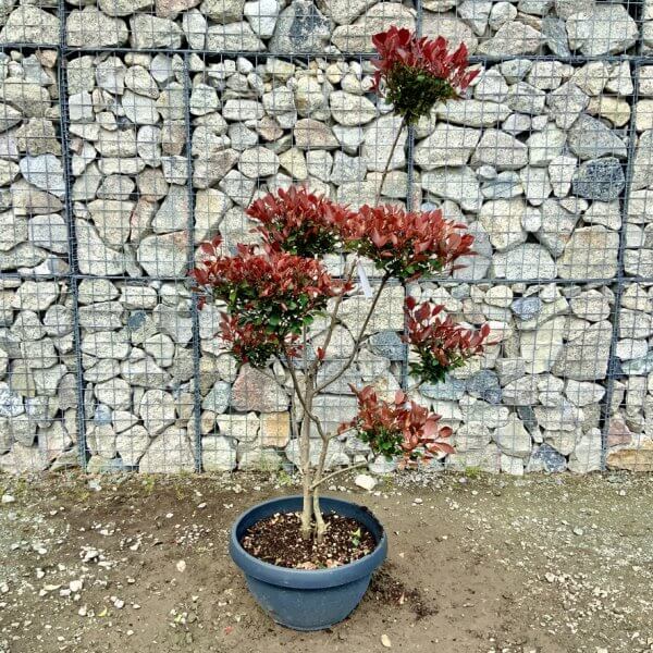 Photinia Nana (Little Red Robin) Pom Pom G441 - 56DCBE7C B084 4972 854C BBA36FC01F1D 1 105 c