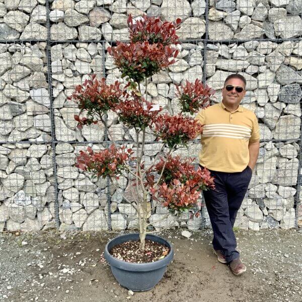 Photinia Nana (Little Red Robin) Pom Pom G406 - 57237DA0 5041 4265 A0C1 75C0DF6A81A6 1 105 c