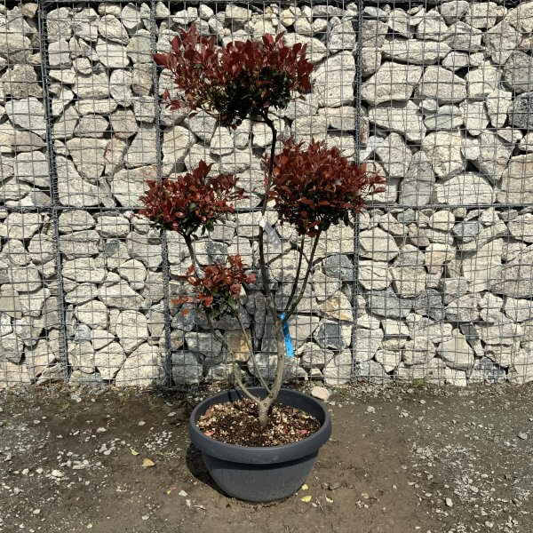 Photinia Nana (Little Red Robin) Pom Pom G382 - 5724A55A 1F20 472E B815 4E63F6FF6C49 scaled