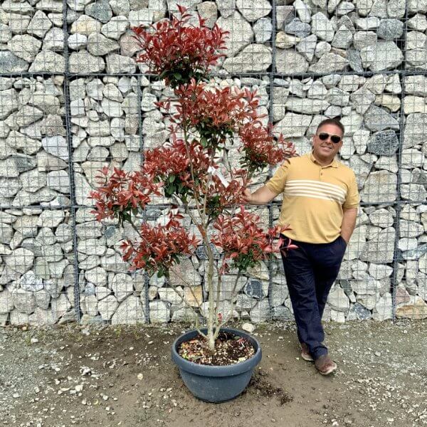 Photinia Nana (Little Red Robin) Pom Pom G438 - 573C911A FEE6 4D04 9754 79C1390FA6AF 1 105 c