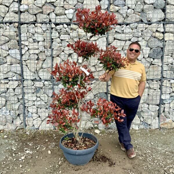 Photinia Nana (Little Red Robin) Pom Pom G423 - 58CB4168 526F 4654 B033 DACB1FF0B14A 1 105 c