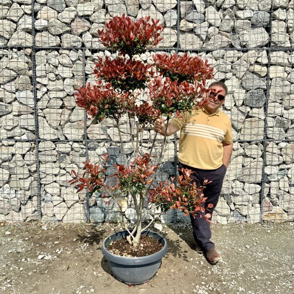 Photinia Nana (Little Red Robin) Pom Pom G386 - 5956C8DD E372 4B45 8570 79A66DAD9C7D scaled