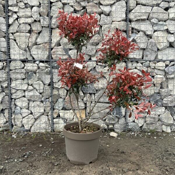 Photinia Nana (Little Red Robin) Pom Pom G361 - 5A00D4EB 0F51 4CBC AEBF 4391D4C5B077 1 105 c