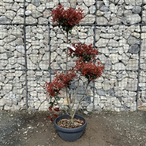 Photinia Nana (Little Red Robin) Pom Pom G414 - 5C0D03DF 11EB 4554 94FA 88CEEEE8BA94 1 105 c