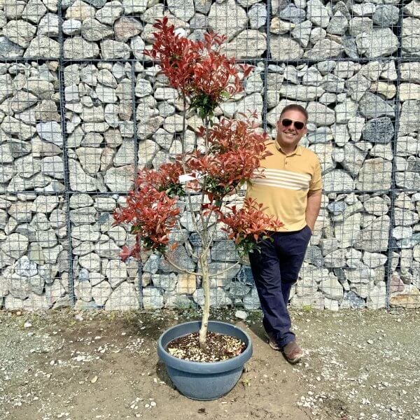 Photinia Nana (Little Red Robin) Pom Pom G387 - 5CDF6432 A387 45B6 9713 CD928AE3768F scaled