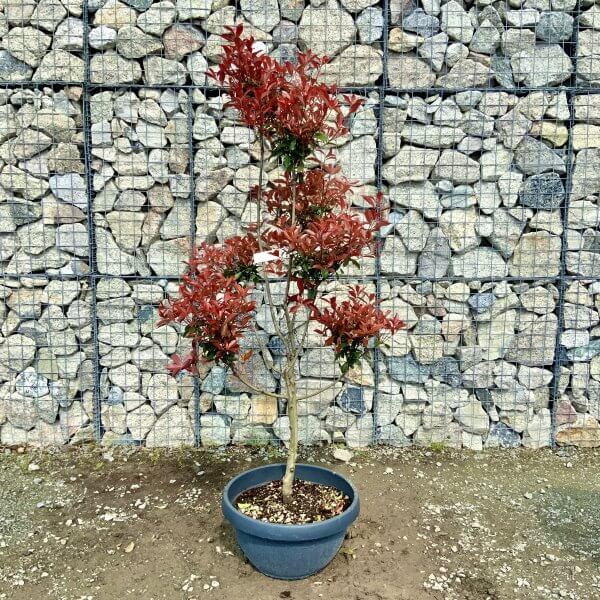 Photinia Nana (Little Red Robin) Pom Pom G387 - 5E71589A 249A 4CF4 924F 184A90468F2D scaled