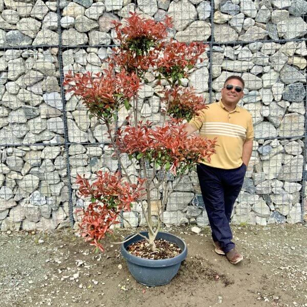 Photinia Nana (Little Red Robin) Pom Pom G440 - 5EB3D49F 061C 49FB B96C 5C7E28324A23 1 105 c