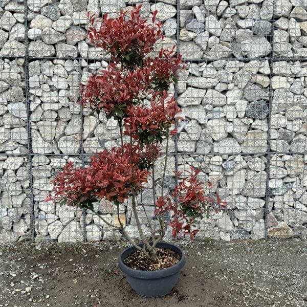 Photinia Nana (Little Red Robin) Pom Pom G433 - 628213B6 DA3E 4712 A572 CFECEFB81BB3 1 105 c