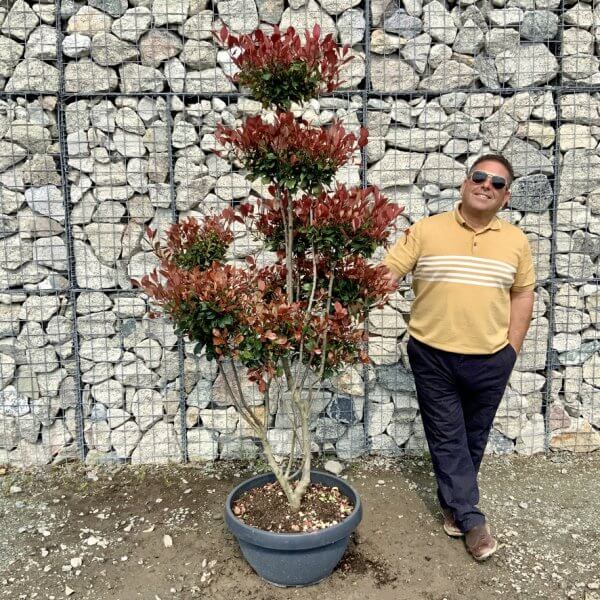 Photinia Nana (Little Red Robin) Pom Pom G426 - 629FBE61 DB7F 42CD 8306 BDF2E6EBC711 1 105 c