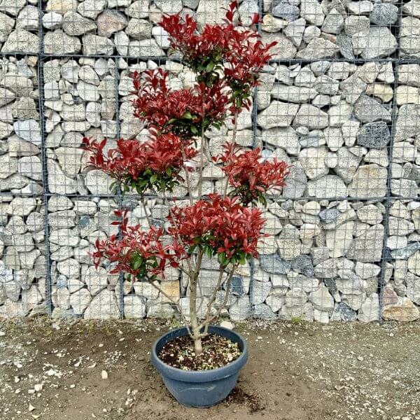 Photinia Nana (Little Red Robin) Pom Pom G425 - 62AB821C C46C 4E14 AF03 073E18A02379 1 105 c