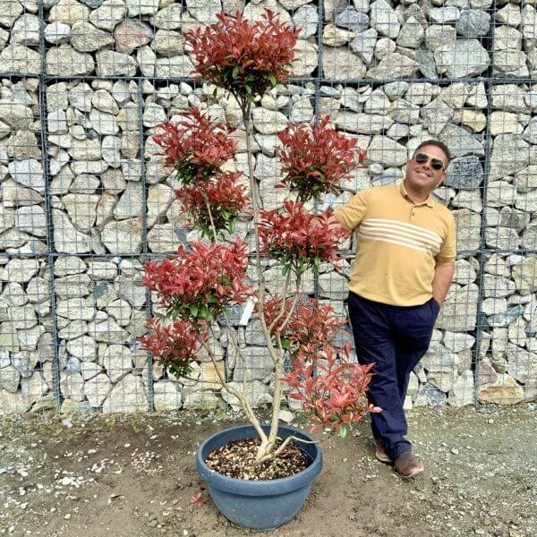 Photinia Nana (Little Red Robin) Pom Pom G407 - 62C09906 AC60 4879 BF2F 56E56CAEEDE4 1 105 c