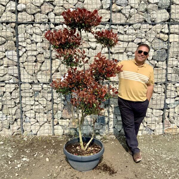 Photinia Nana (Little Red Robin) Pom Pom G421 - 6370E5AE 5ED3 4F7C B6F6 95DB1326AFB5 1 105 c