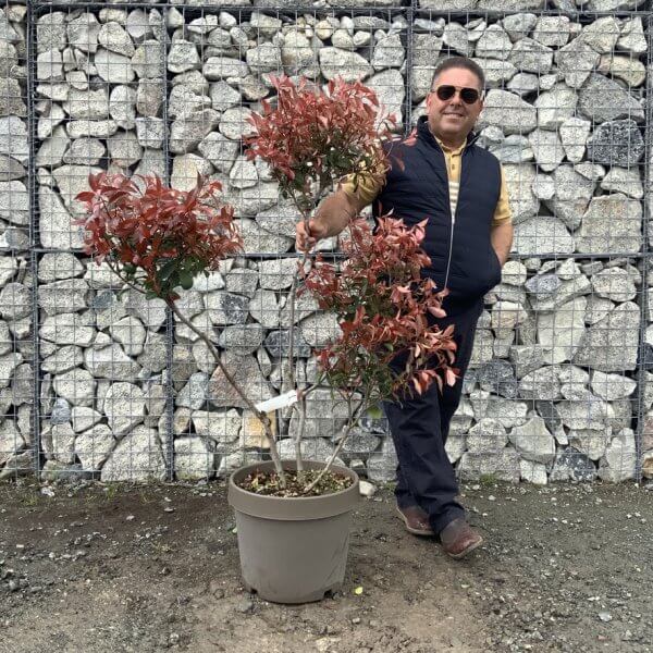 Photinia Nana (Little Red Robin) Pom Pom G350 - 6396D7E2 5FF8 4F9C B826 67A12D5FC750 1 105 c