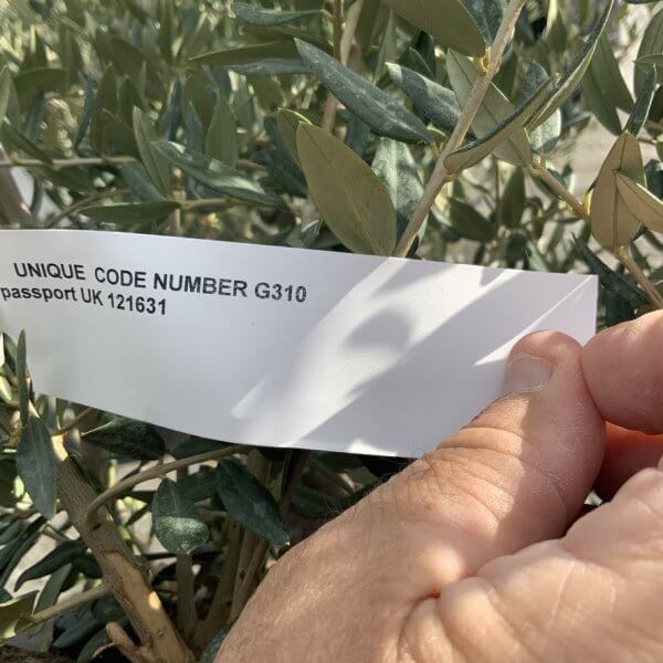 Gnarled Olive Tree Multi Stem Thick XL G310 - 63FA168A 93C9 4BEB B341 163541B65E84 1 105 c