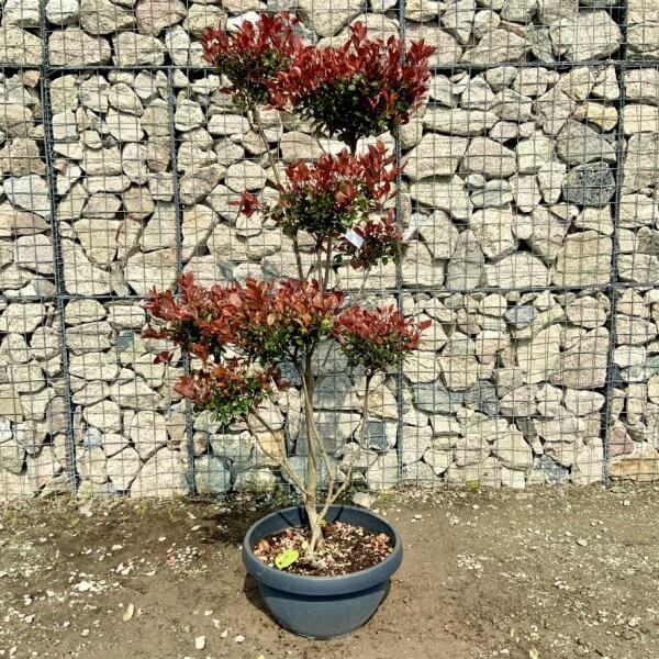 Photinia Nana (Little Red Robin) Pom Pom G400 - 66B7EF61 46E1 4D1C 8871 FBEF41149094 1 105 c