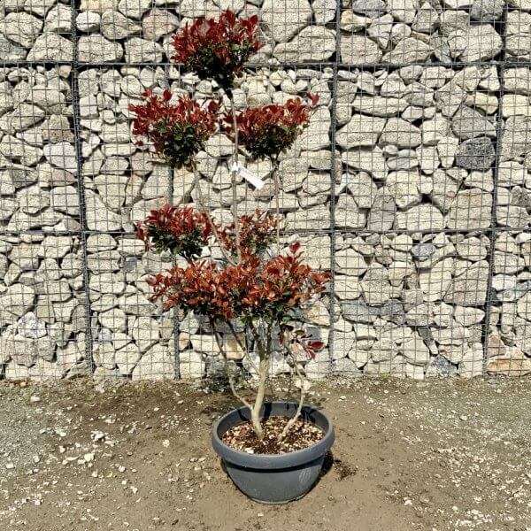 Photinia Nana (Little Red Robin) Pom Pom G437 - 6824B8CA 6041 448C ABC7 A8A30669CE65 1 105 c