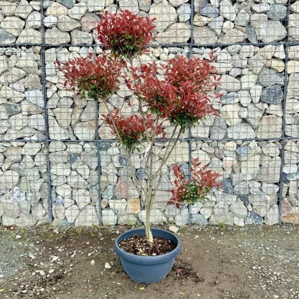 Photinia Nana (Little Red Robin) Pom Pom G449 - 68FA16F9 1EB7 43AE 805C 88C3A9B1AFF7 1 105 c