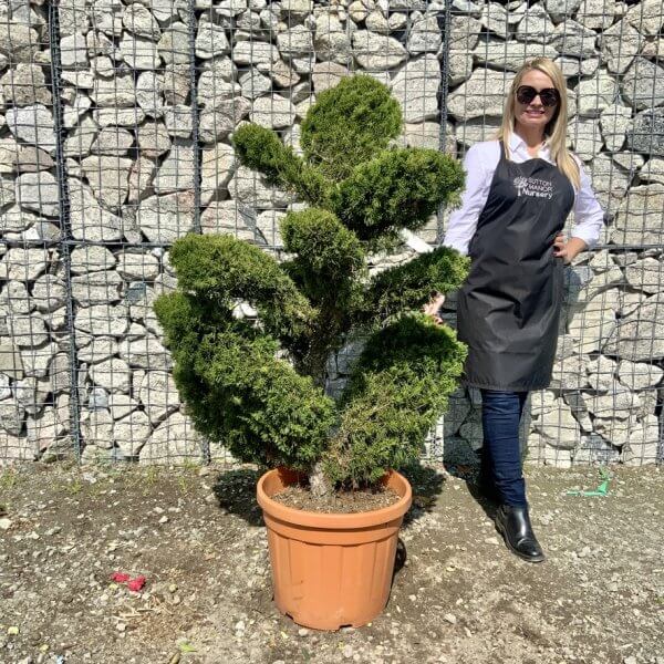 Juniperus Media Mint Julip Cloud Tree G535 - 691BF2F0 C03B 405C A442 98EA3414C6AD 1 105 c