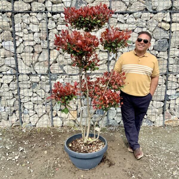 Photinia Nana (Little Red Robin) Pom Pom G435 - 6BAD9A7A F38F 4A51 B6DF C107F9A58B47 1 105 c