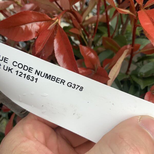 Photinia Nana (Little Red Robin) Pom Pom G378 - 6C4EE622 791A 424B BACF 7ECA4EBC7992 1 105 c