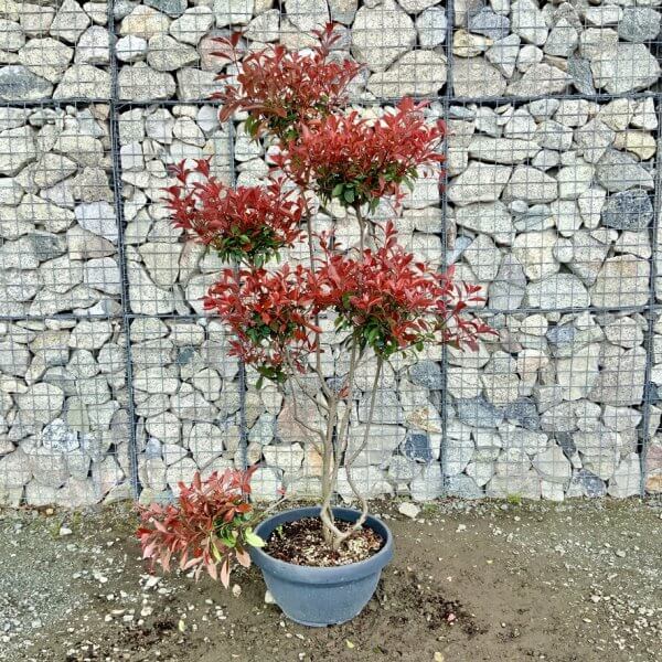 Photinia Nana (Little Red Robin) Pom Pom G445 - 6CBB97BA 2BE0 485E A3AF 9D61428E8B31 1 105 c