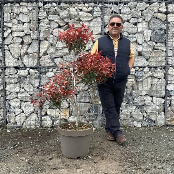 Photinia Nana (Little Red Robin) Pom Pom G357 - 6CBEAEFC 647E 45B6 B6B2 2963B06ABE4F 1 105 c