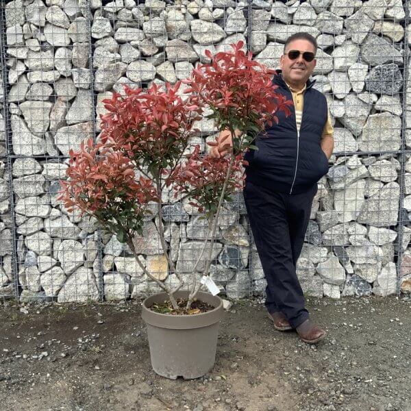 Photinia Nana (Little Red Robin) Pom Pom G346 - 6EE40190 CA0B 4718 8CBF F51066E7BBF3 1 105 c