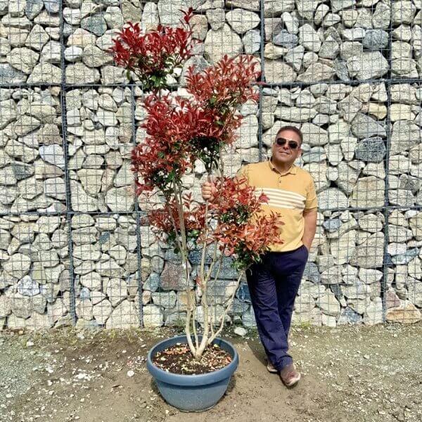 Photinia Nana (Little Red Robin) Pom Pom G408 - 6F08182A C7B0 4EFA BCC8 267325E978C1 1 105 c