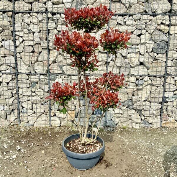 Photinia Nana (Little Red Robin) Pom Pom G435 - 6F75BD15 0AA2 45DC A966 6D019CD0A7E6 1 105 c