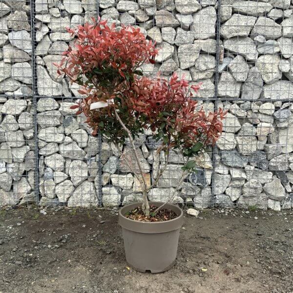 Photinia Nana (Little Red Robin) Pom Pom G366 - 70C69AB3 E176 40EF A801 BCFA18ACCB7F 1 105 c