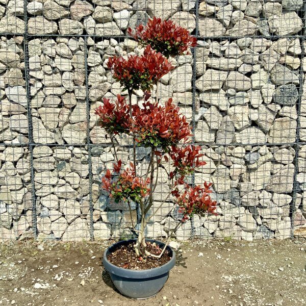 Photinia Nana (Little Red Robin) Pom Pom G385 - 70E5ACA7 320A 4294 AFBC 71C223381AD4 scaled