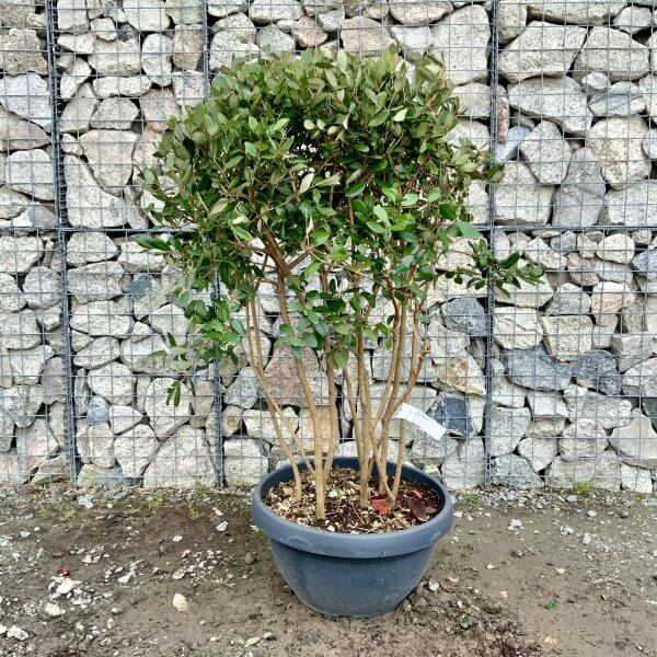 G457 Feijoa Sellowiana Floating Cloud Tree (Pineapple Guava) - Image 2