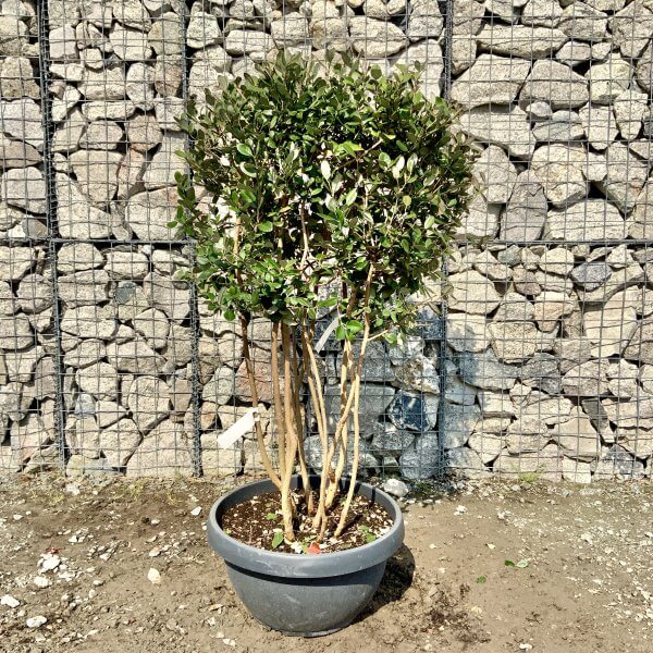 G460 Feijoa Sellowiana Floating Cloud Tree (Pineapple Guava) - 72F5AAD0 154C 4B9E 9457 5DF60C53CA10 scaled