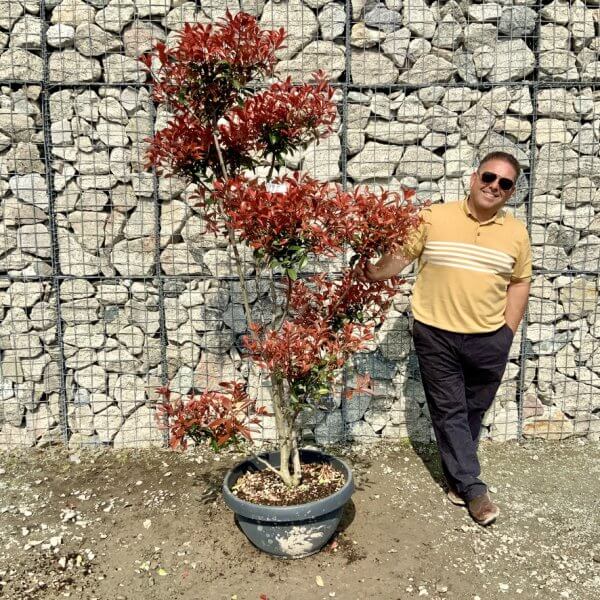 Photinia Nana (Little Red Robin) Pom Pom G442 - 7303FC91 AFAC 44D5 A038 DB26A05FD512 1 105 c