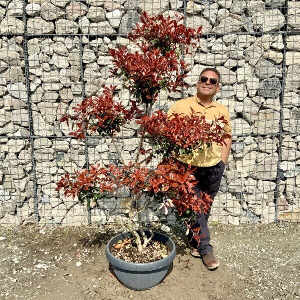 Photinia Nana (Little Red Robin) Pom Pom G409 - 742B68E3 5D70 4B3F 9191 74B818DA50AA 1 105 c