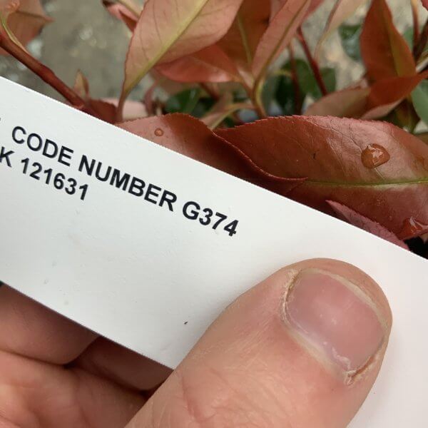 Photinia Nana (Little Red Robin) Pom Pom G374 - 758D7840 EB57 4A71 A334 EA3993FAAAF2 1 105 c