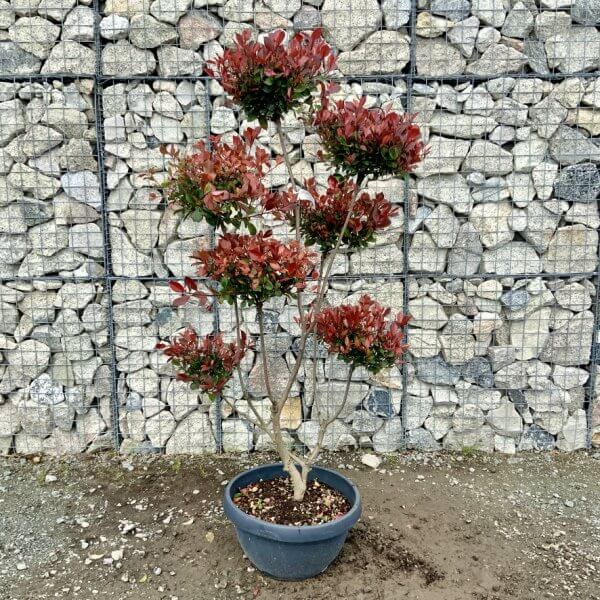 Photinia Nana (Little Red Robin) Pom Pom G431 - 75A73498 ECDC 456D 8FCD 0A3E12C9E3A0 1 105 c