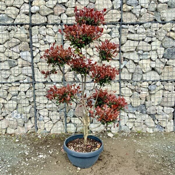 Photinia Nana (Little Red Robin) Pom Pom G406 - 75B1A91E CF5F 466E B4FE BA7D500B8365 1 105 c