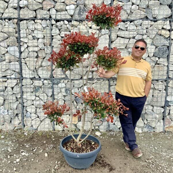 Photinia Nana (Little Red Robin) Pom Pom G429 - 75E85313 1CB2 43BC AB4C E92813E6127D 1 105 c