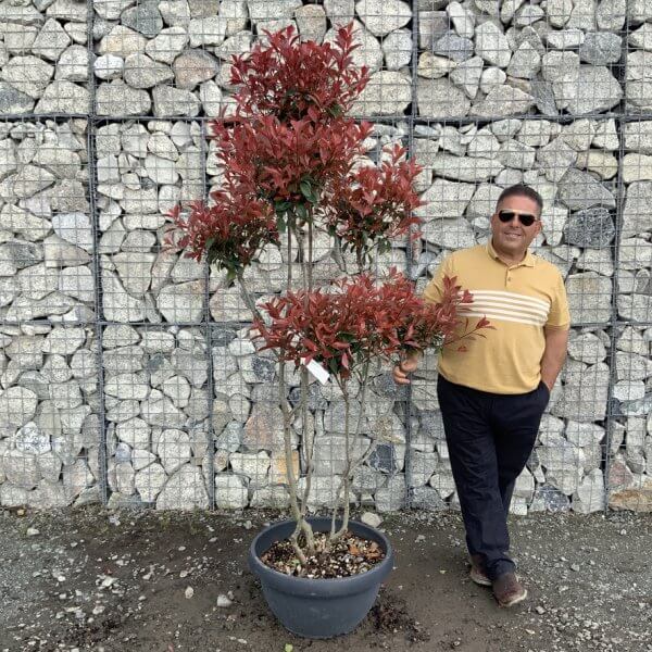 Photinia Nana (Little Red Robin) Pom Pom G451 - 78506318 EDCE 44A2 949F E923C36989FE 1 105 c