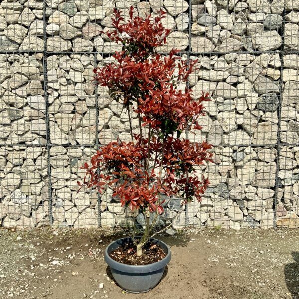 Photinia Nana (Little Red Robin) Pom Pom G402 - 797B5B66 E1A4 4594 BE28 8100305EF04C 1 105 c