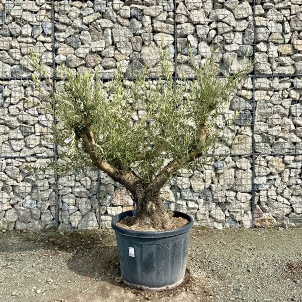 Gnarled Olive Tree Multi Stem Thick XL G325 - 79A07254 F485 42F4 9AF7 D5ECECEB543F 1 105 c
