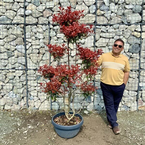 Photinia Nana (Little Red Robin) Pom Pom G413 - 79B7835F 5F59 43B1 B5DE 45AA8B959CD3 1 105 c