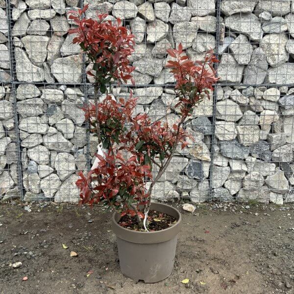 Photinia Nana (Little Red Robin) Pom Pom G381 - 7F81F7C0 24E9 4BAD B421 94AE902A8C4E 1 105 c